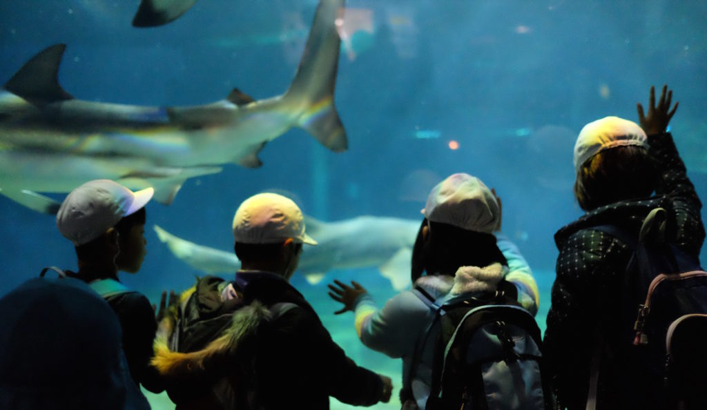 children watching sharks swim in an aquarium creative commons attribution https://flic.kr/p/AGr2MX